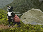 Ace the Parachuting Canine